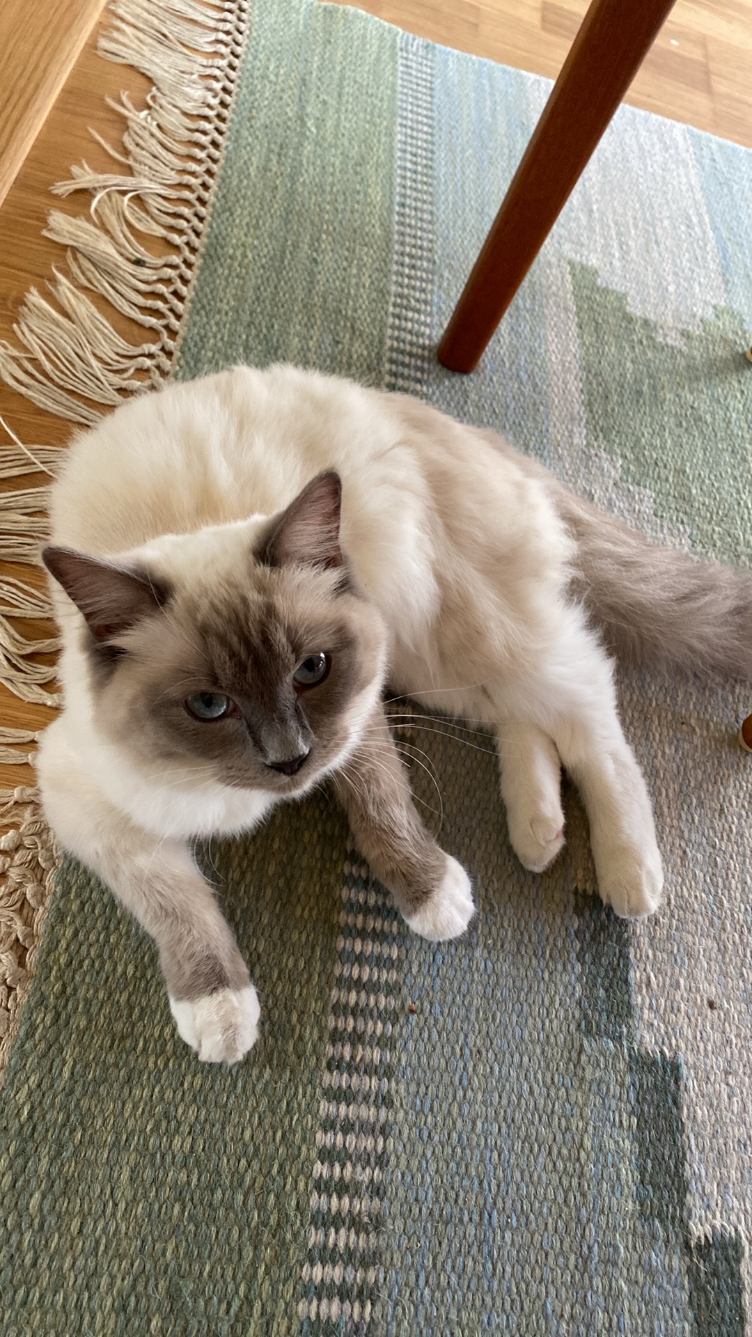 A blue point mitted Ragdoll cat with striking blue eyes sitting alert on a woven rug